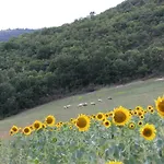 Farma Roccagelli